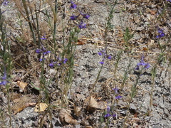 Delphinium halteratum
