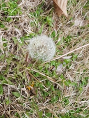 Taraxacum