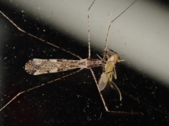 Empicoris vagabundus