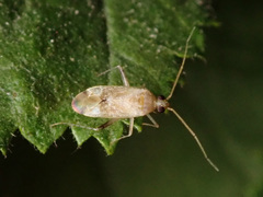Compsidolon salicellum