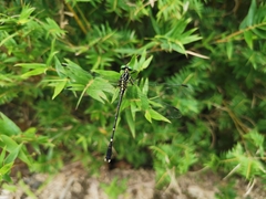 Leptogomphus sauteri formosanus