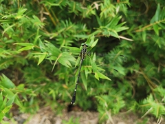 Leptogomphus sauteri formosanus
