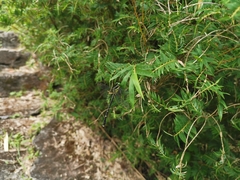 Leptogomphus sauteri formosanus
