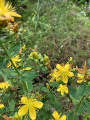 Hypericum