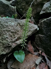 Malaxis maianthemifolia