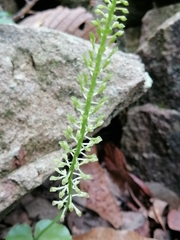 Malaxis maianthemifolia