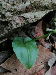 Malaxis maianthemifolia