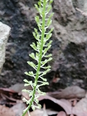 Malaxis maianthemifolia