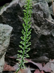 Malaxis maianthemifolia
