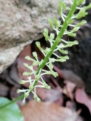 Malaxis maianthemifolia