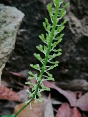 Malaxis maianthemifolia