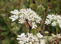 Ichneumon sarcitorius