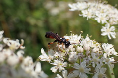 Ichneumon sarcitorius