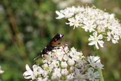 Ichneumon sarcitorius