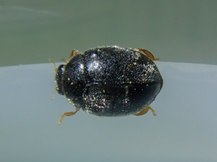 Scymnus rubromaculatus