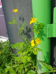 Chelidonium asiaticum