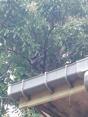 Semnopithecus priam thersites