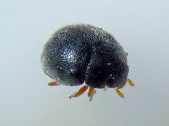 Scymnus rubromaculatus