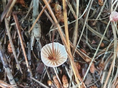 Marasmius pulcherripes