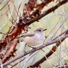 Acanthiza apicalis whitlocki