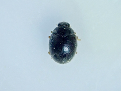 Scymnus rubromaculatus