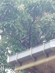 Semnopithecus priam thersites