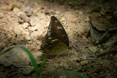Tanaecia whiteheadi