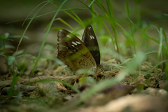 Tanaecia whiteheadi