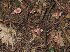 Micropsalliota gracilis