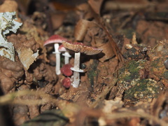 Micropsalliota gracilis