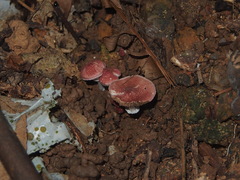 Micropsalliota gracilis