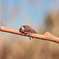 Oxyops fasciatus