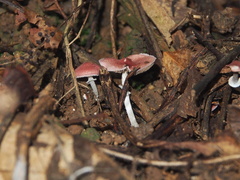 Micropsalliota gracilis