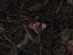 Micropsalliota gracilis