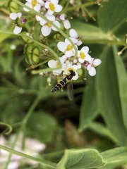 Sphaerophoria scripta