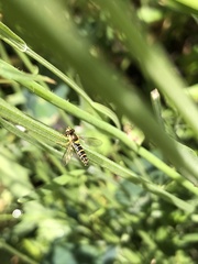 Sphaerophoria scripta