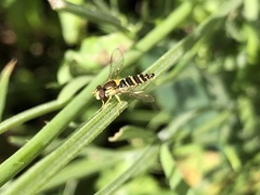 Sphaerophoria scripta