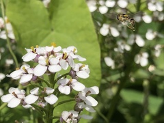 Sphaerophoria scripta