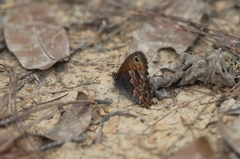 Paramacera xicaque xicaque