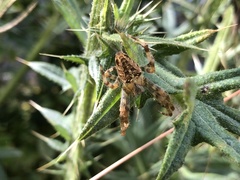Araneus diadematus