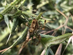 Araneus diadematus