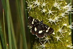 Periscepta butleri