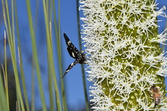 Periscepta butleri