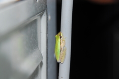 Litoria bicolor