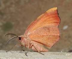 Achrosis