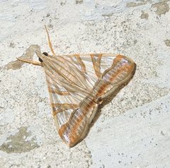 Agrioglypta zelimalis