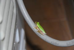 Litoria bicolor