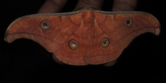 Antheraea paphia