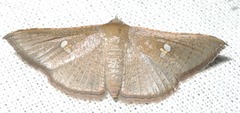 Banisia
