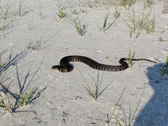 Nerodia sipedon williamengelsi